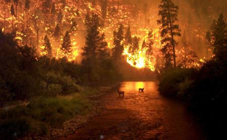 feu dans la foret