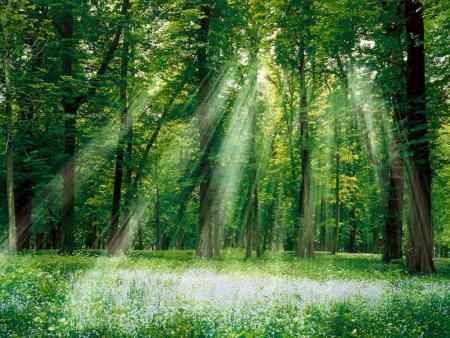 Forest