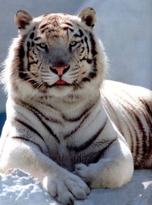 tigre blanc