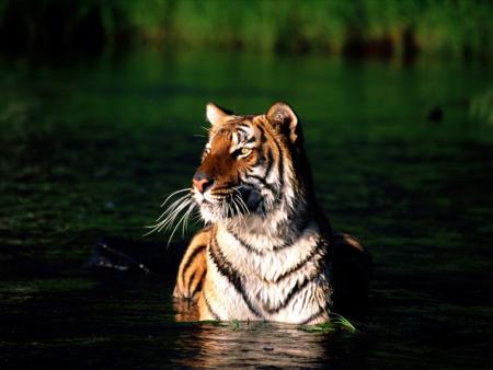 bengal tiger